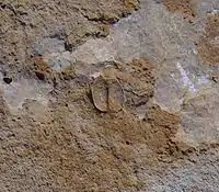Carapace of the phyllocarid, Arenosicaris inflata. Splayed carapace is about 3 cm wide across both valves.