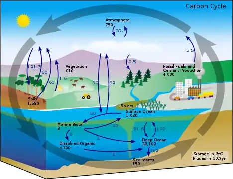 Carbon cycle