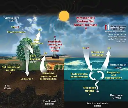 Image 43This diagram of the fast carbon cycle shows the movement of carbon between land, atmosphere, and oceans in billions of metric tons of carbon per year. Yellow numbers are natural fluxes, red are human contributions, white are stored carbon. (from Carbon dioxide in Earth's atmosphere)