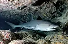 A whitetip reef shark