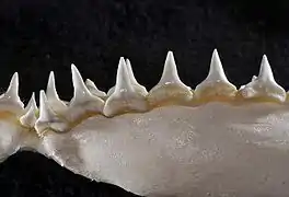 Lower teeth