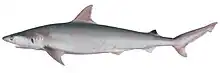 Australian blackspot shark (Carcharhinus coatesi)