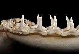 Lower teeth