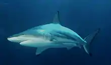 Blacktip shark