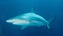 A wild blacktip shark