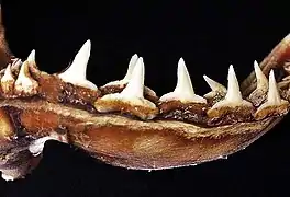 Lower teeth