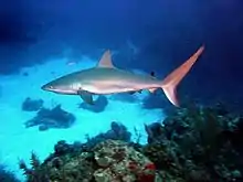 Image 4A Caribbean reef shark cruises a coral reef in the Bahamas. (from Coral reef fish)