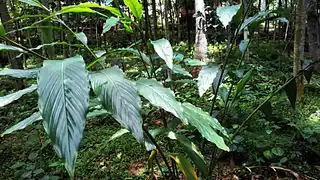 Cardamom plant (one year old)