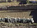 Cultivated cardoons in Ágreda, Spain