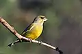 European greenfinch Chloris chloris