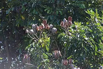 Mature fruit, some with seeds still enclosed