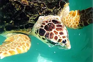 Loggerhead turtle (closeup)