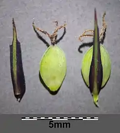 Carex buxbaumii (green perigynia in center and on right, with dark brown scales)