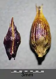 Carex melanostachya (scale on left, perigynium on right)