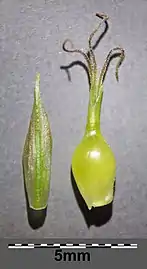 Carex michelii (scale on left, perigynium on right)