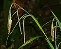 Pendulous sedge