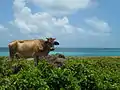 Sally Peachie, Corn Island