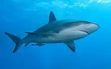 A wild Caribbean reef shark