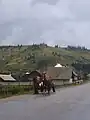 Local horse-drawn cart