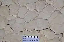 Mudcracks in the Carmel Formation (Middle Jurassic) near Gunlock, Utah.