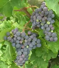 Carménère grapes