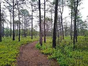 The Flytrap Trail