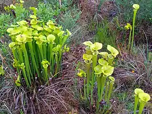 Pitcher plants