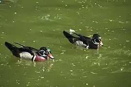 Carolina ducks