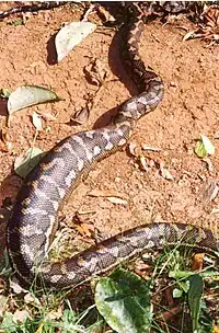 Carpet python (Morelia spilota mcdowelli) digesting a meal at Toonumbar National Park