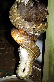 Image 28Carpet python constricting and consuming a chicken (from Snake)