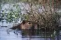 Capybara at Iberá