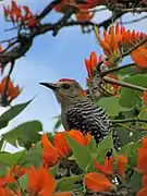 Red-crowned woodpecker