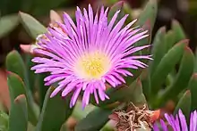 Carpobrotus aequilaterus