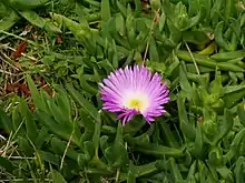 Carpobrotus glaucescens