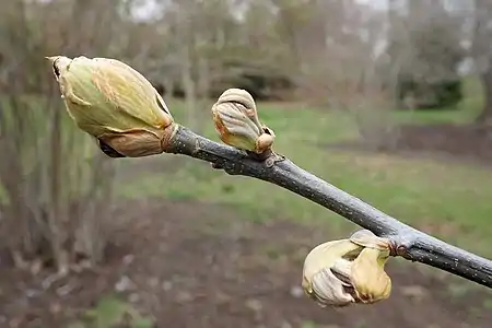 Bud break