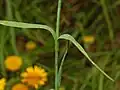 Cauline leaves of Dianthus balbisii