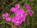 Dianthus balbisii