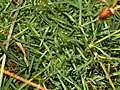 Leaves of Dianthus pavonius