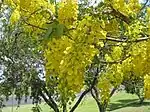 Cassia fistula