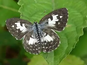 Dorsal view (female)