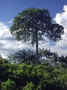 A Brazil nut tree (Castanheira)