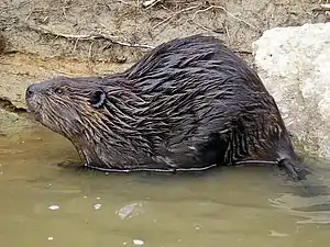 American beaver