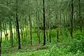 Casuarina equisetifolia