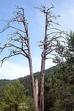 Pi de les tres branques, considered a symbol of the united Catalan Countries