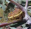 Caterpillar spinning its silken cocoon on a eucalyptus twig