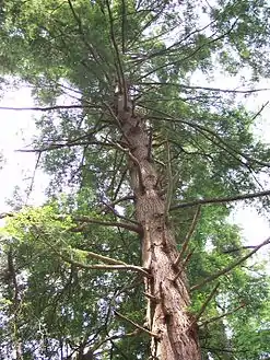 An Eastern Hemlock in Cathedral State Park