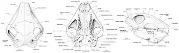 Three drawings of a skull