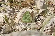 Catopsilia florella from United Arab Emirates