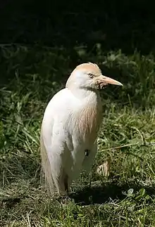 Cattle egret