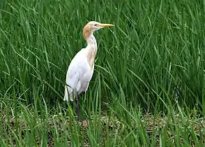 Cattle egret near Chandigarh.